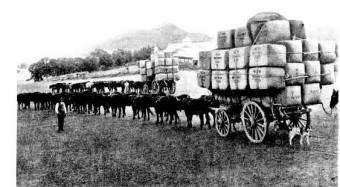 Belltrees Wool en route to Scone railway station c. 1901