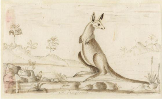 Kangaroo sketched by Arthur Bowes Smyth