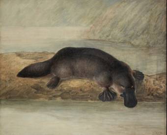 Australian Water Mole - Platypus